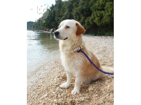 PoulaTo: AKC εγγεγραμμένοι μικρά English (Κοκκώνι) κατοικίδια σκυλιά προς πώληση.